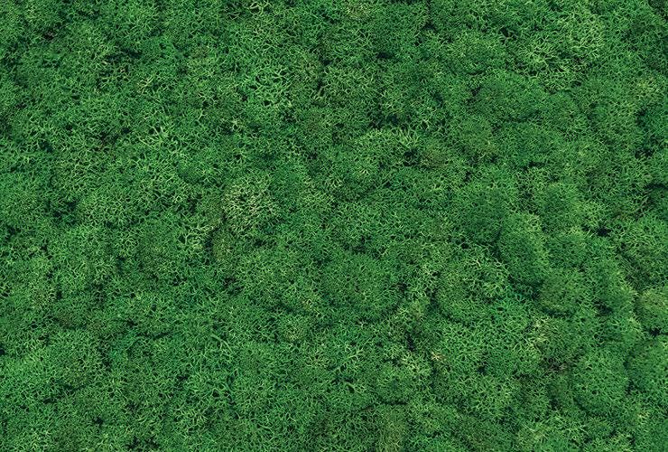 Moss Living Wall Photography Backdrop